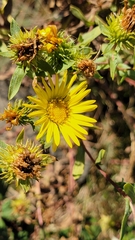 Grindelia integrifolia