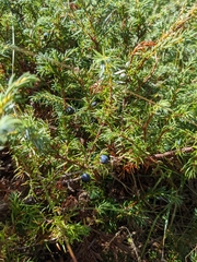 Juniperus horizontalis