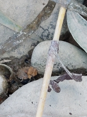 Gelastocoris oculatus