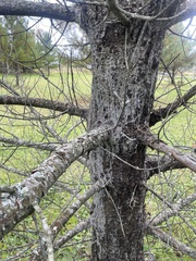 Cronartium ribicola