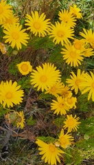 Euryops abrotanifolius