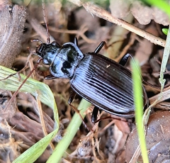 Nebria