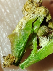 Aceria obiones