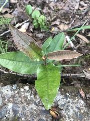 Aextoxicon punctatum