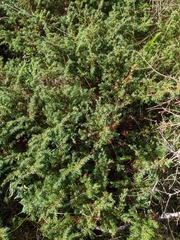 Juniperus horizontalis
