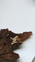 Cordyceps farinosa