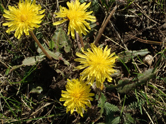 Taraxacum serotinum