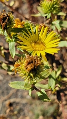 Grindelia integrifolia