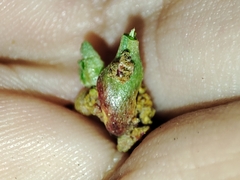 Aceria obiones