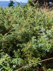 Juniperus horizontalis