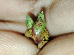 Aceria obiones