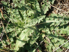 Taraxacum serotinum