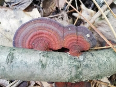 Daedaleopsis tricolor