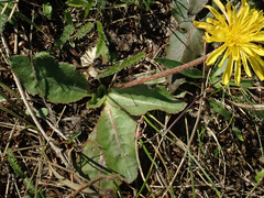Taraxacum serotinum