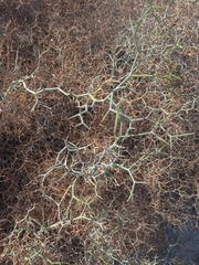 Launaea arborescens