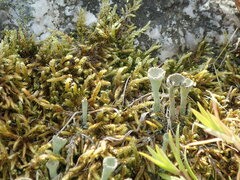 Cladonia fimbriata