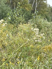 Eryngium yuccifolium