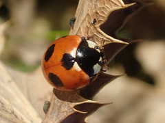 Coccinella magnifica