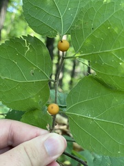 Celtis tenuifolia