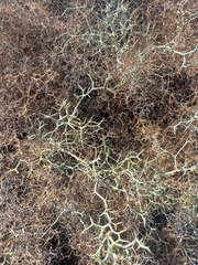Launaea arborescens