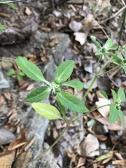 Euphorbia davidii
