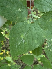 Celtis tenuifolia