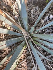 Yucca pallida