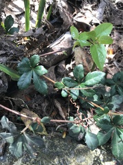 Cissus striata