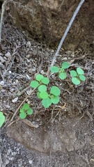 Symphoricarpos mollis