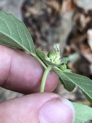 Euphorbia davidii