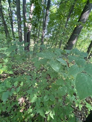 Celtis tenuifolia