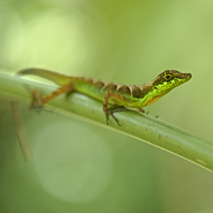 Anolis gracilipes