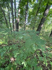 Celtis tenuifolia