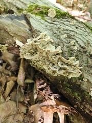 Cerrena unicolor