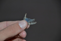 Sphingonotus caerulans