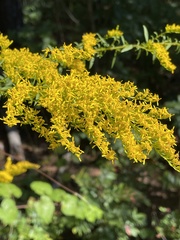 Solidago odora