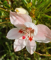 Gladiolus debilis