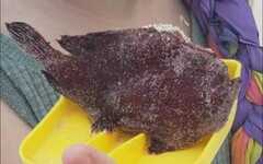 Antennarius multiocellatus