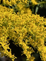 Solidago odora