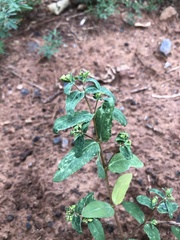 Euphorbia nutans