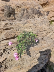 Incarvillea diffusa