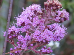Carphephorus paniculatus
