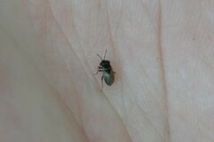 Geocoris megacephalus