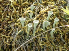 Cladonia fimbriata