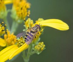Syrphus knabi