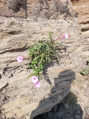 Incarvillea diffusa