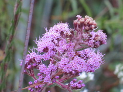 Carphephorus paniculatus