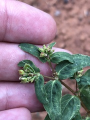 Euphorbia nutans