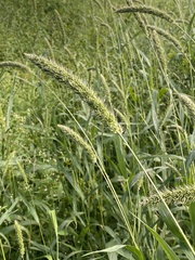 Setaria italica