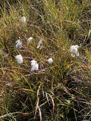 Eriophorum angustifolium